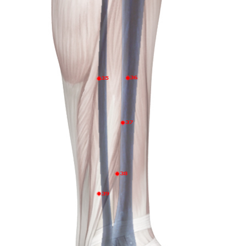 GB37 Acupuncture Point - Gallbladder Meridian Meridian - Bright Light - Skeletal view