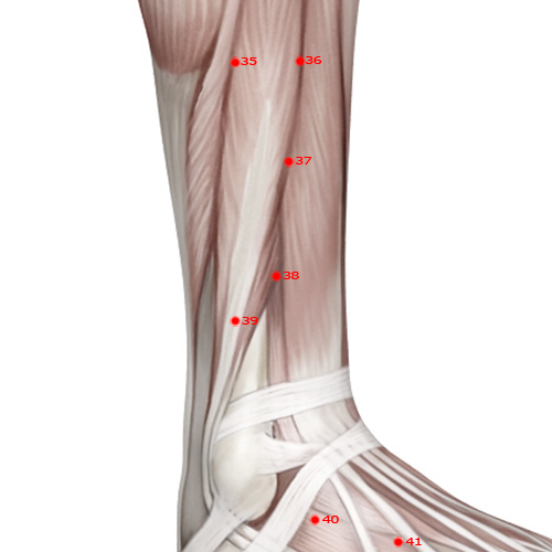 GB38 Acupuncture Point - Gallbladder Meridian Meridian - Yang Assistance - Muscular view