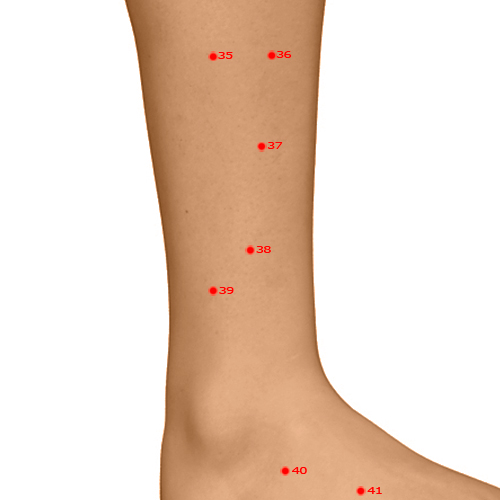 GB38 Acupuncture Point - Gallbladder Meridian Meridian - Yang Assistance - Dermal view