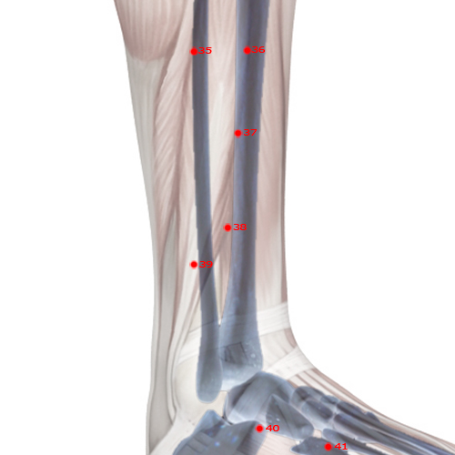 GB38 Acupuncture Point - Gallbladder Meridian Meridian - Yang Assistance - Skeletal view