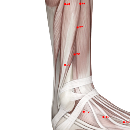 GB39 Acupuncture Point - Gallbladder Meridian Meridian - Suspended Bell - Muscular view