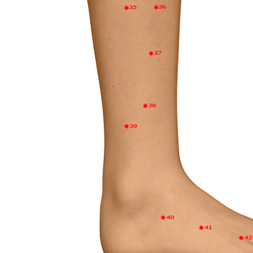 GB39 Acupuncture Point - Gallbladder Meridian Meridian - Suspended Bell - Dermal view