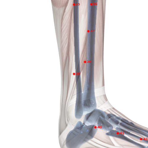 GB39 Acupuncture Point - Gallbladder Meridian Meridian - Suspended Bell - Skeletal view