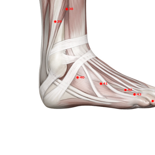 GB40 Acupuncture Point - Gallbladder Meridian Meridian - Mound - Muscular view