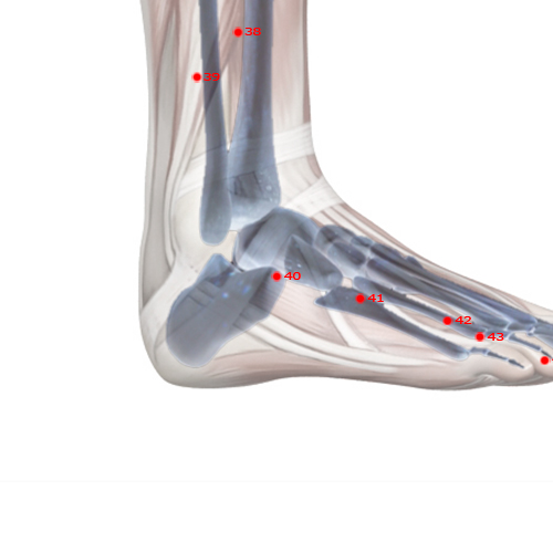 GB40 Acupuncture Point - Gallbladder Meridian Meridian - Mound - Skeletal view