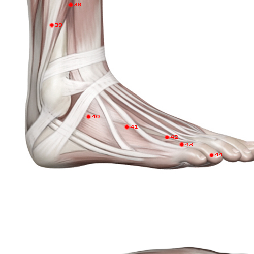 GB41 Acupuncture Point - Gallbladder Meridian Meridian - Foot Governor Of Tears - Muscular view