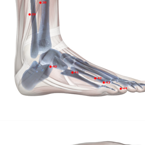 GB41 Acupuncture Point - Gallbladder Meridian Meridian - Foot Governor Of Tears - Skeletal view