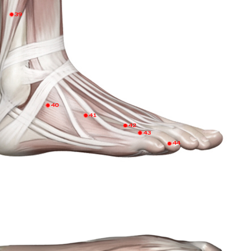 GB42 Acupuncture Point - Gallbladder Meridian Meridian - Earth Fivefold Convergence - Muscular view