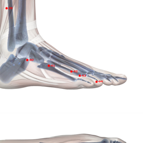 GB42 Acupuncture Point - Gallbladder Meridian Meridian - Earth Fivefold Convergence - Skeletal view