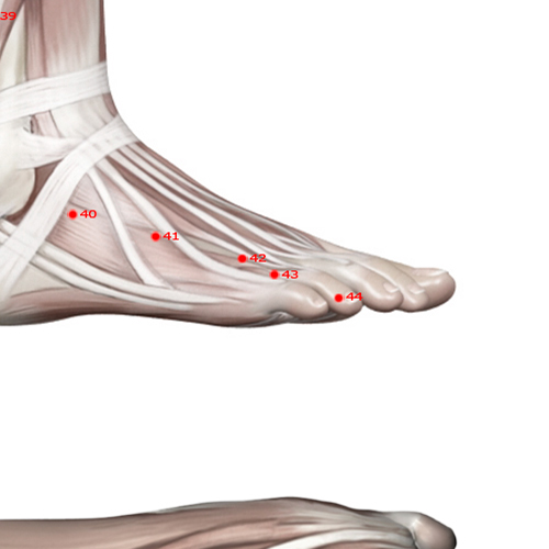 GB43 Acupuncture Point - Gallbladder Meridian Meridian - Narrow Stream - Muscular view