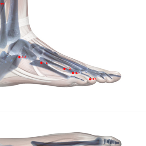 GB43 Acupuncture Point - Gallbladder Meridian Meridian - Narrow Stream - Skeletal view
