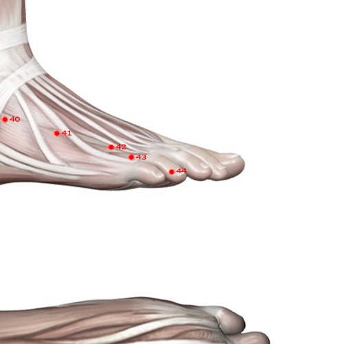 GB44 Acupuncture Point - Gallbladder Meridian Meridian - Foot Opening To Yin - Muscular view