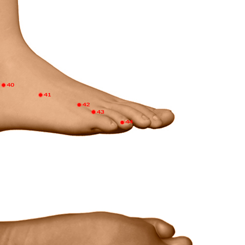 GB44 Acupuncture Point - Gallbladder Meridian Meridian - Foot Opening To Yin - Dermal view