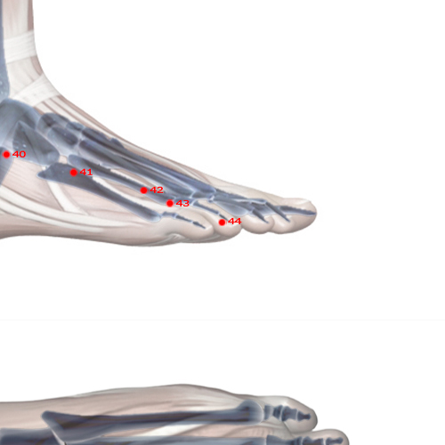 GB44 Acupuncture Point - Gallbladder Meridian Meridian - Foot Opening To Yin - Skeletal view