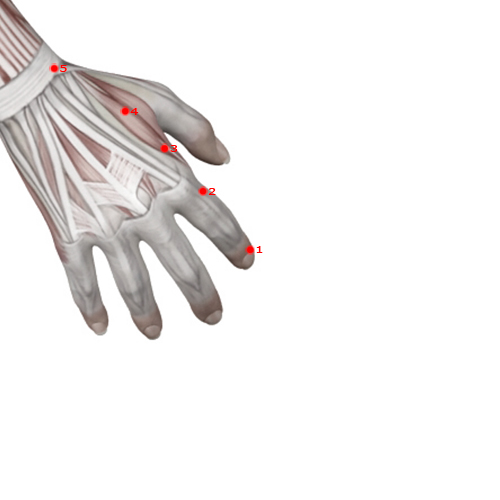 LI01 Acupuncture Point - Large Intestine Meridian Meridian - Metal Yang - Muscular view