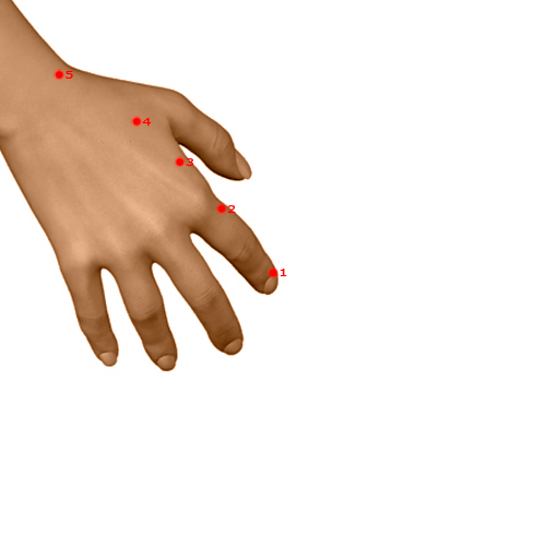 LI01 Acupuncture Point - Large Intestine Meridian Meridian - Metal Yang - Dermal view