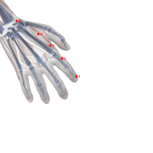 LI01 Acupuncture Point - Large Intestine Meridian Meridian - Metal Yang - Skeletal view