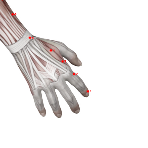 LI02 Acupuncture Point - Large Intestine Meridian Meridian - Second Space - Muscular view