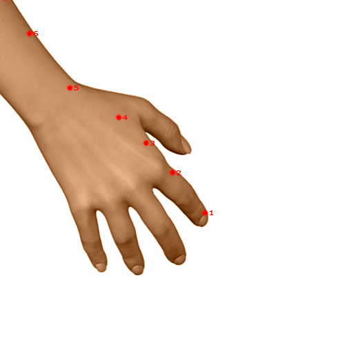 LI02 Acupuncture Point - Large Intestine Meridian Meridian - Second Space - Dermal view