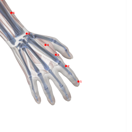 LI02 Acupuncture Point - Large Intestine Meridian Meridian - Second Space - Skeletal view