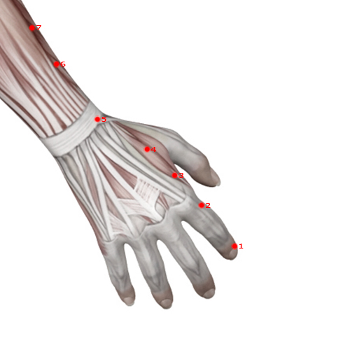 LI03 Acupuncture Point - Large Intestine Meridian Meridian - Third Space - Muscular view