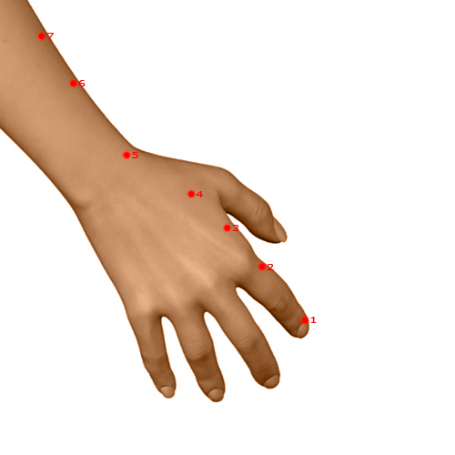 LI03 Acupuncture Point - Large Intestine Meridian Meridian - Third Space - Dermal view