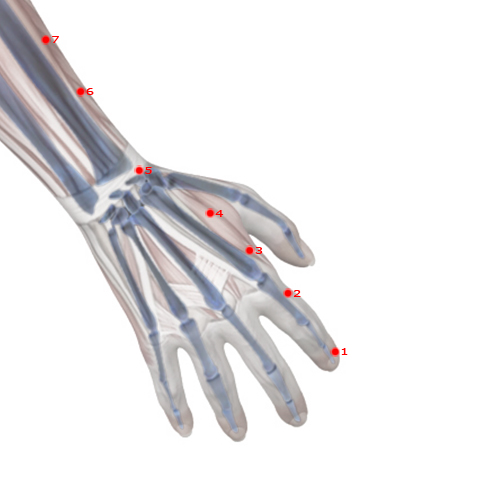 LI03 Acupuncture Point - Large Intestine Meridian Meridian - Third Space - Skeletal view
