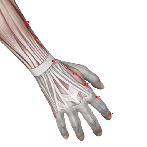 LI04 Acupuncture Point - Large Intestine Meridian Meridian - Junction Valley - Muscular view