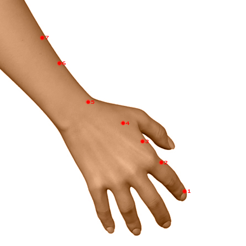 LI04 Acupuncture Point - Large Intestine Meridian Meridian - Junction Valley - Dermal view