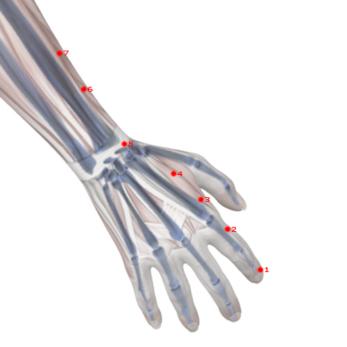 LI04 Acupuncture Point - Large Intestine Meridian Meridian - Junction Valley - Skeletal view