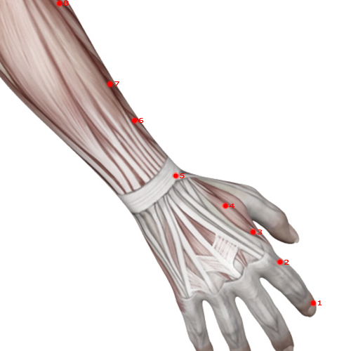 LI05 Acupuncture Point - Large Intestine Meridian Meridian - Yang Stream - Muscular view