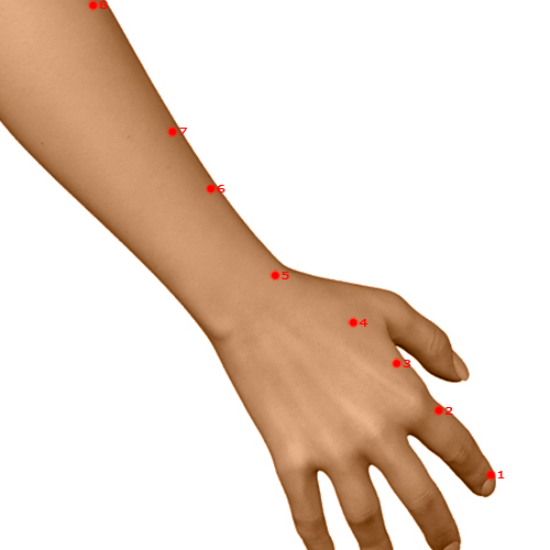 LI05 Acupuncture Point - Large Intestine Meridian Meridian - Yang Stream - Dermal view