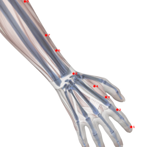 LI05 Acupuncture Point - Large Intestine Meridian Meridian - Yang Stream - Skeletal view