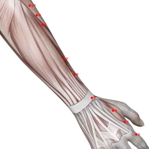 LI06 Acupuncture Point - Large Intestine Meridian Meridian - Diverging Passage - Muscular view