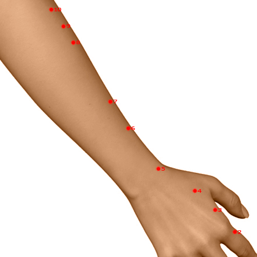 LI06 Acupuncture Point - Large Intestine Meridian Meridian - Diverging Passage - Dermal view
