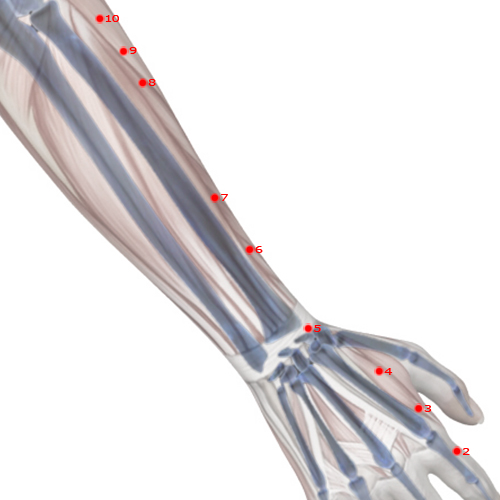 LI06 Acupuncture Point - Large Intestine Meridian Meridian - Diverging Passage - Skeletal view
