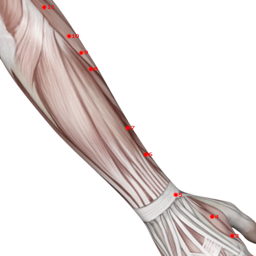 LI07 Acupuncture Point - Large Intestine Meridian Meridian - Warm Flow - Muscular view