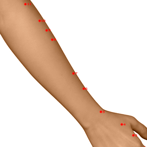 LI07 Acupuncture Point - Large Intestine Meridian Meridian - Warm Flow - Dermal view