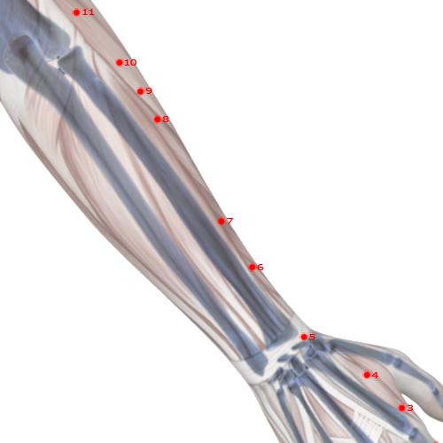 LI07 Acupuncture Point - Large Intestine Meridian Meridian - Warm Flow - Skeletal view
