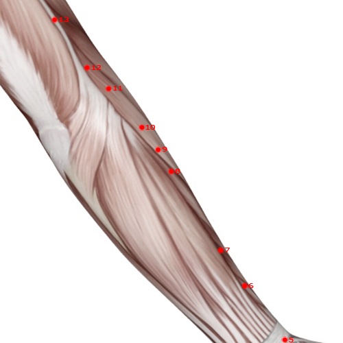 LI08 Acupuncture Point - Large Intestine Meridian Meridian - Lower Ridge - Muscular view
