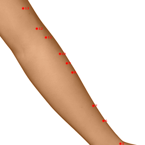 LI08 Acupuncture Point - Large Intestine Meridian Meridian - Lower Ridge - Dermal view
