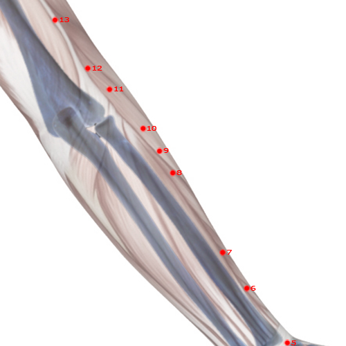 LI08 Acupuncture Point - Large Intestine Meridian Meridian - Lower Ridge - Skeletal view