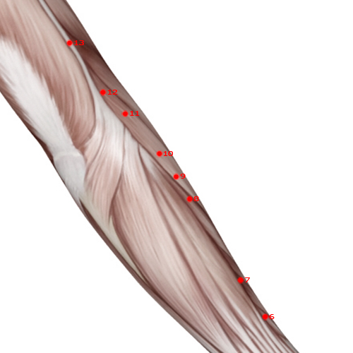LI09 Acupuncture Point - Large Intestine Meridian Meridian - Upper Ridge - Muscular view