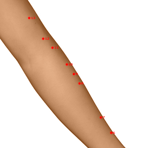 LI09 Acupuncture Point - Large Intestine Meridian Meridian - Upper Ridge - Dermal view