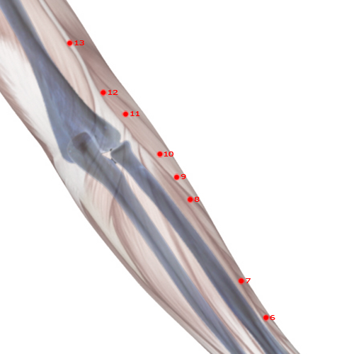 LI09 Acupuncture Point - Large Intestine Meridian Meridian - Upper Ridge - Skeletal view