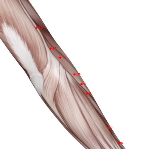 LI10 Acupuncture Point - Large Intestine Meridian Meridian - Arm Three Miles - Muscular view