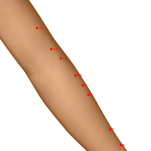LI10 Acupuncture Point - Large Intestine Meridian Meridian - Arm Three Miles - Dermal view