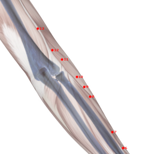 LI10 Acupuncture Point - Large Intestine Meridian Meridian - Arm Three Miles - Skeletal view