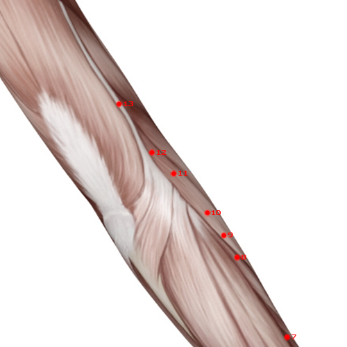 LI11 Acupuncture Point - Large Intestine Meridian Meridian - Pond At The Bend - Muscular view