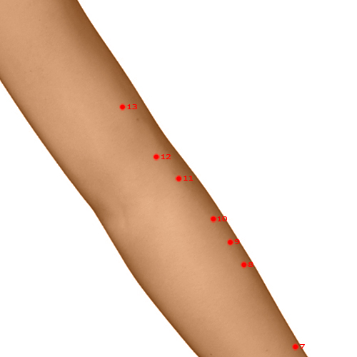 LI11 Acupuncture Point - Large Intestine Meridian Meridian - Pond At The Bend - Dermal view